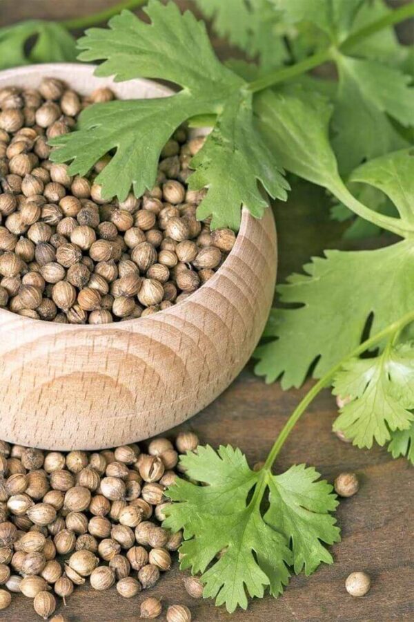 Coriander