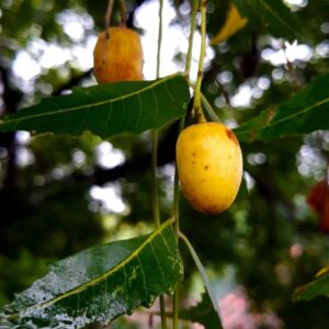 Neem Seeds Nirmoli