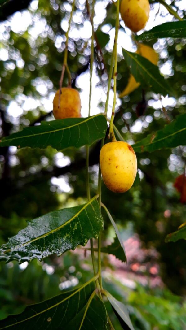 Neem Seeds Nirmoli