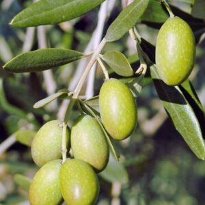 Olives