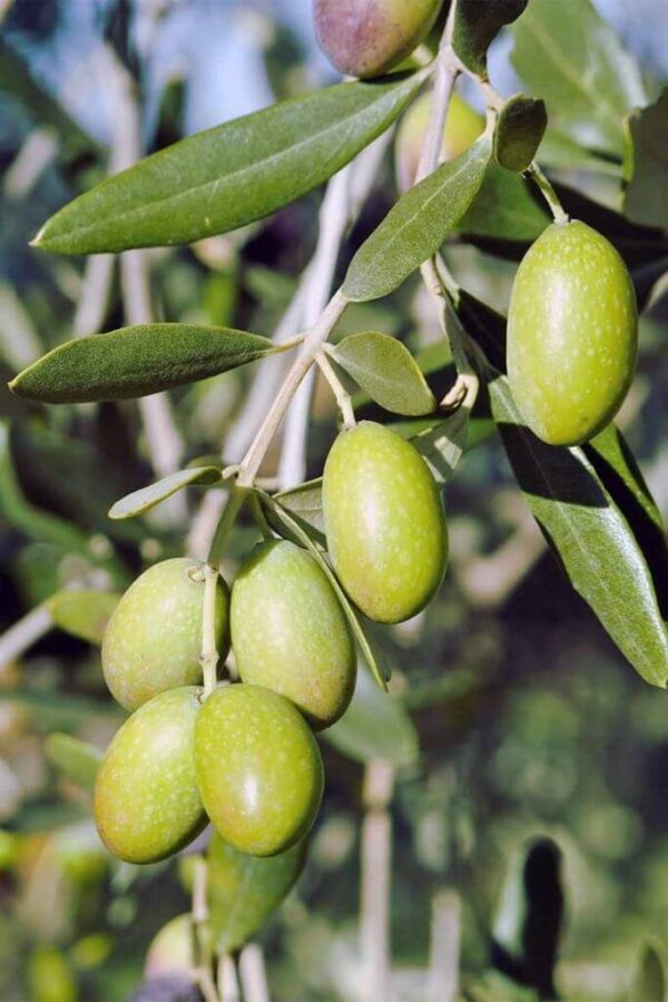 Olives